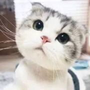 十二月