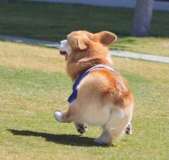 宋泽