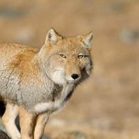 foxman1
