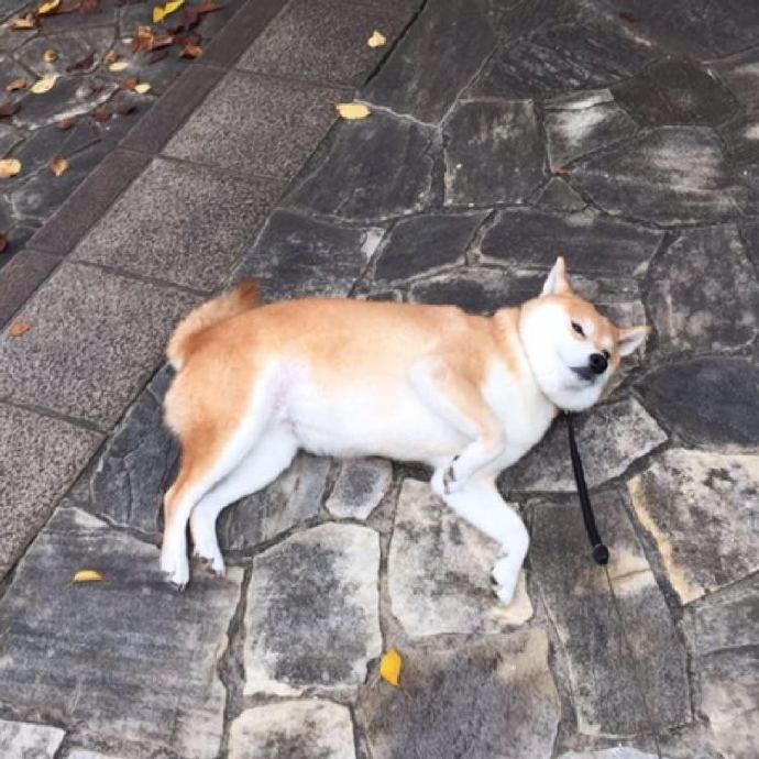 日守子明