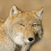 FOXMAN1