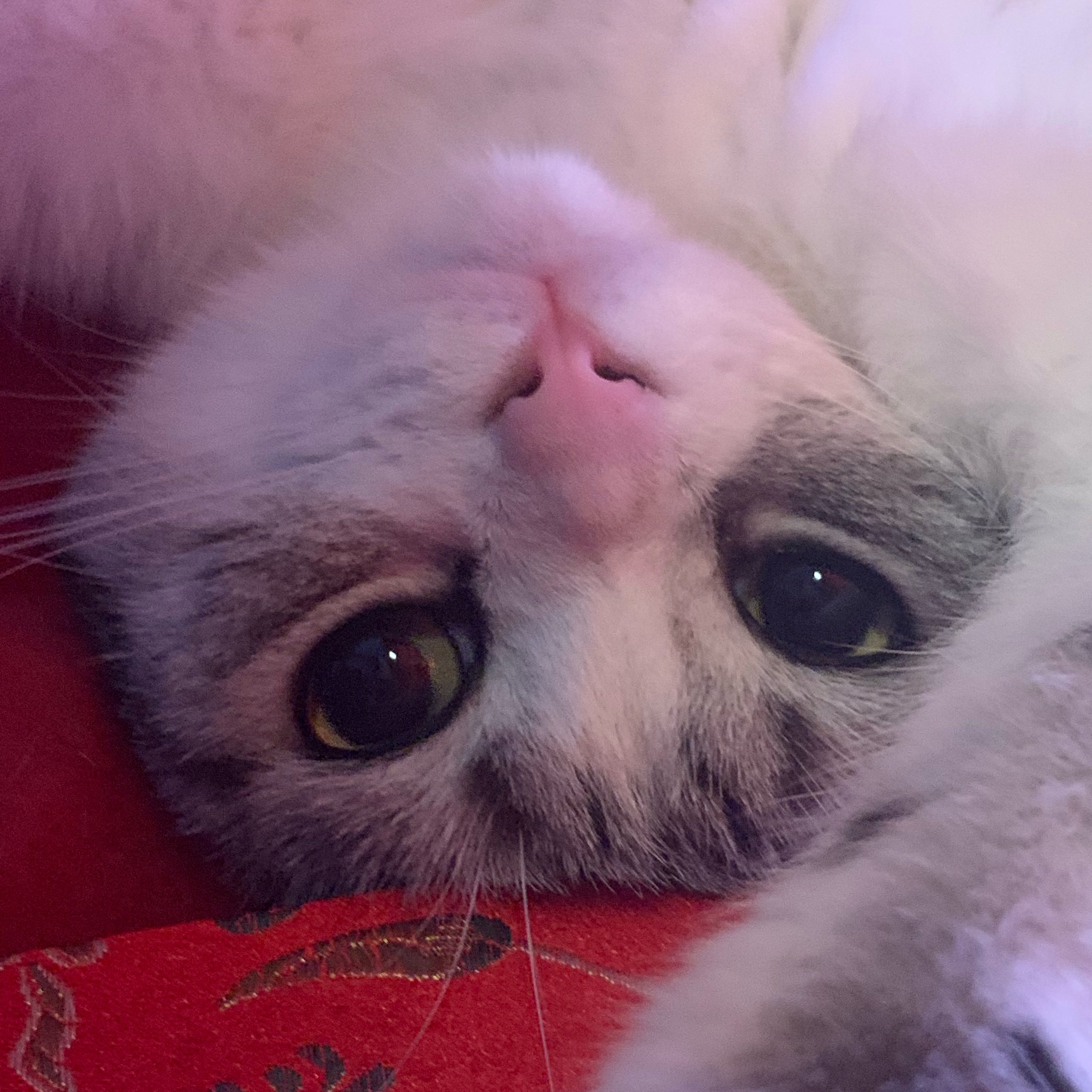 凯特caty