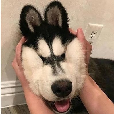 是子叶哈