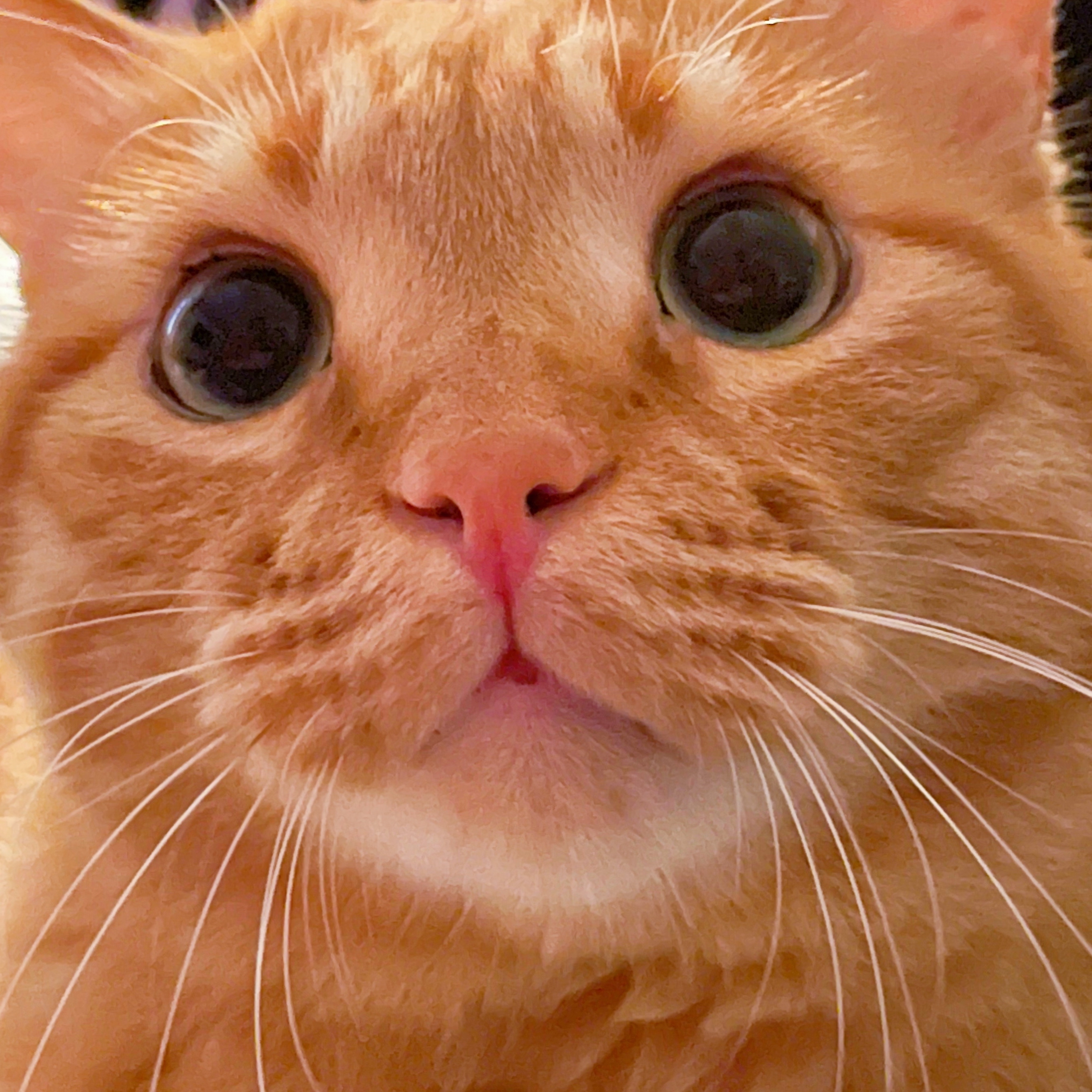 倒吊男||浮遠堂||