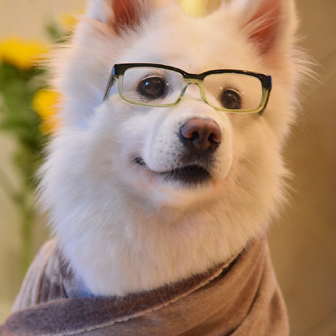 紫楓兒浮聲繪夢