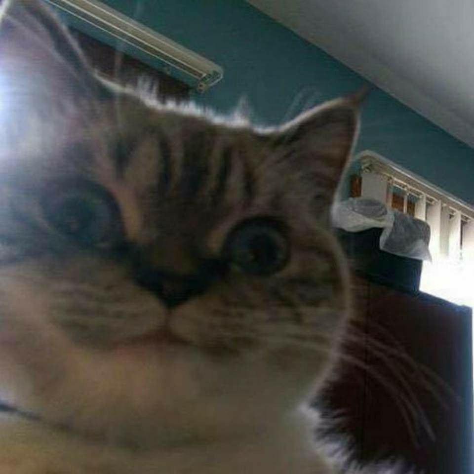 人到中年的李皮