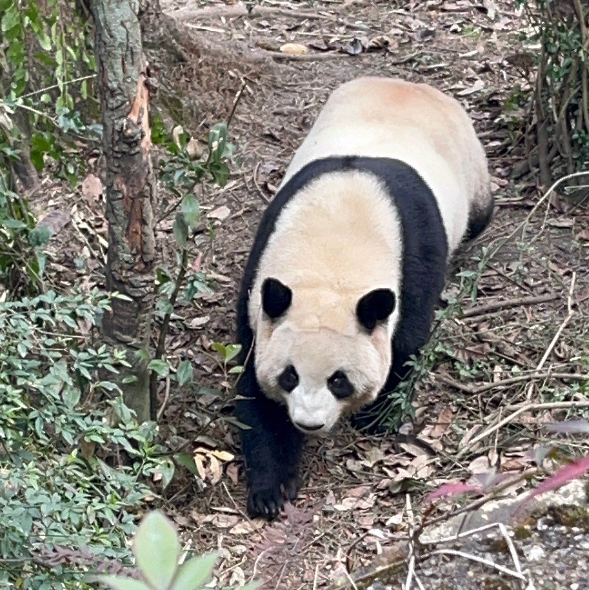 张仲豪