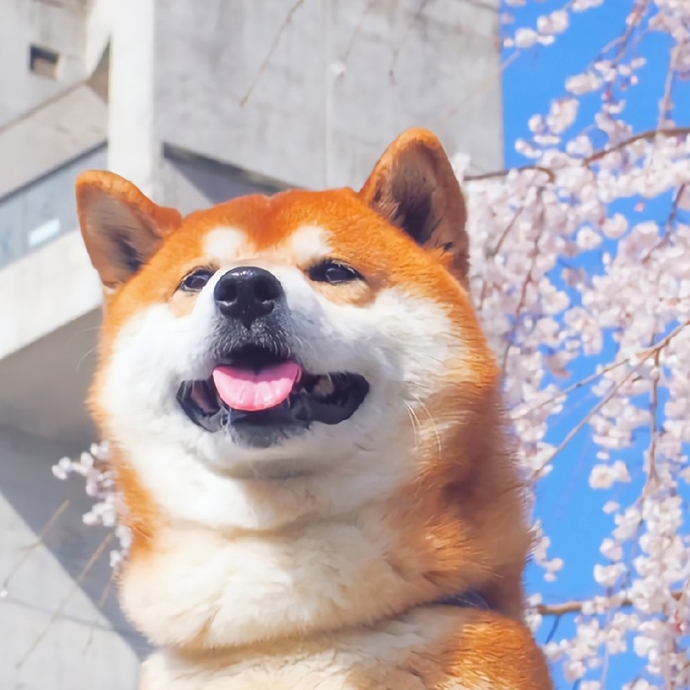 Blast洛笙