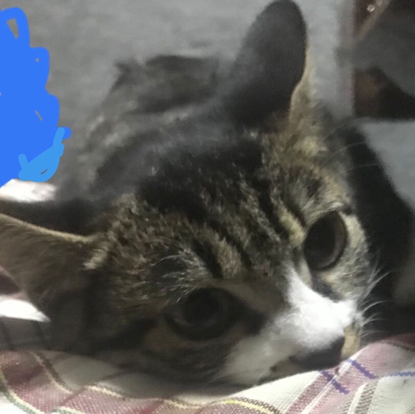 葉陽初