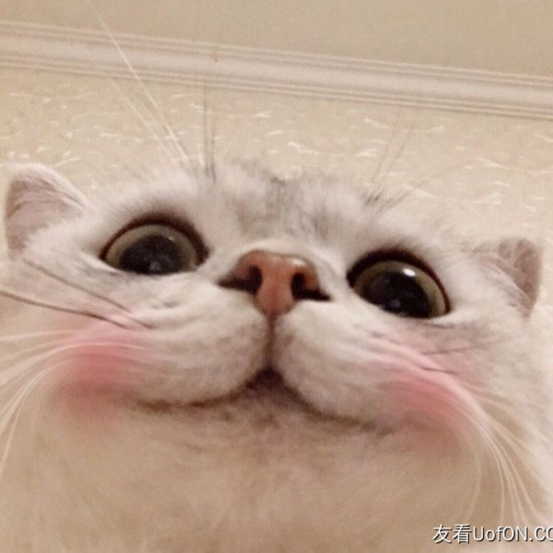 貓喫肉仔～