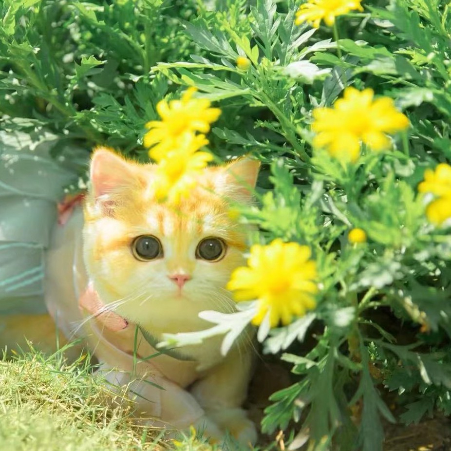 桑梓溫澤