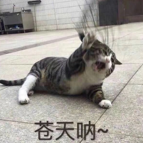 长不出青苔