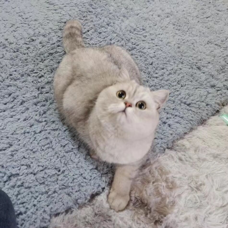 李林凌