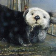 墨筱曉