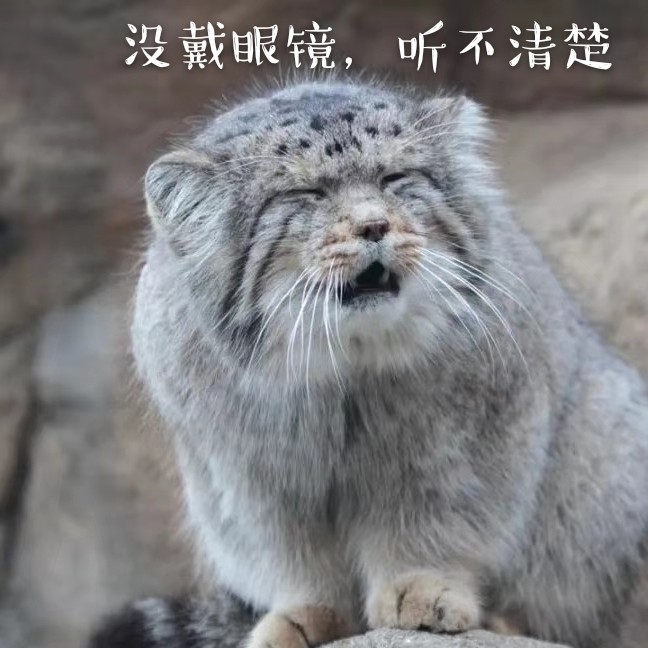 Panda小菲菲