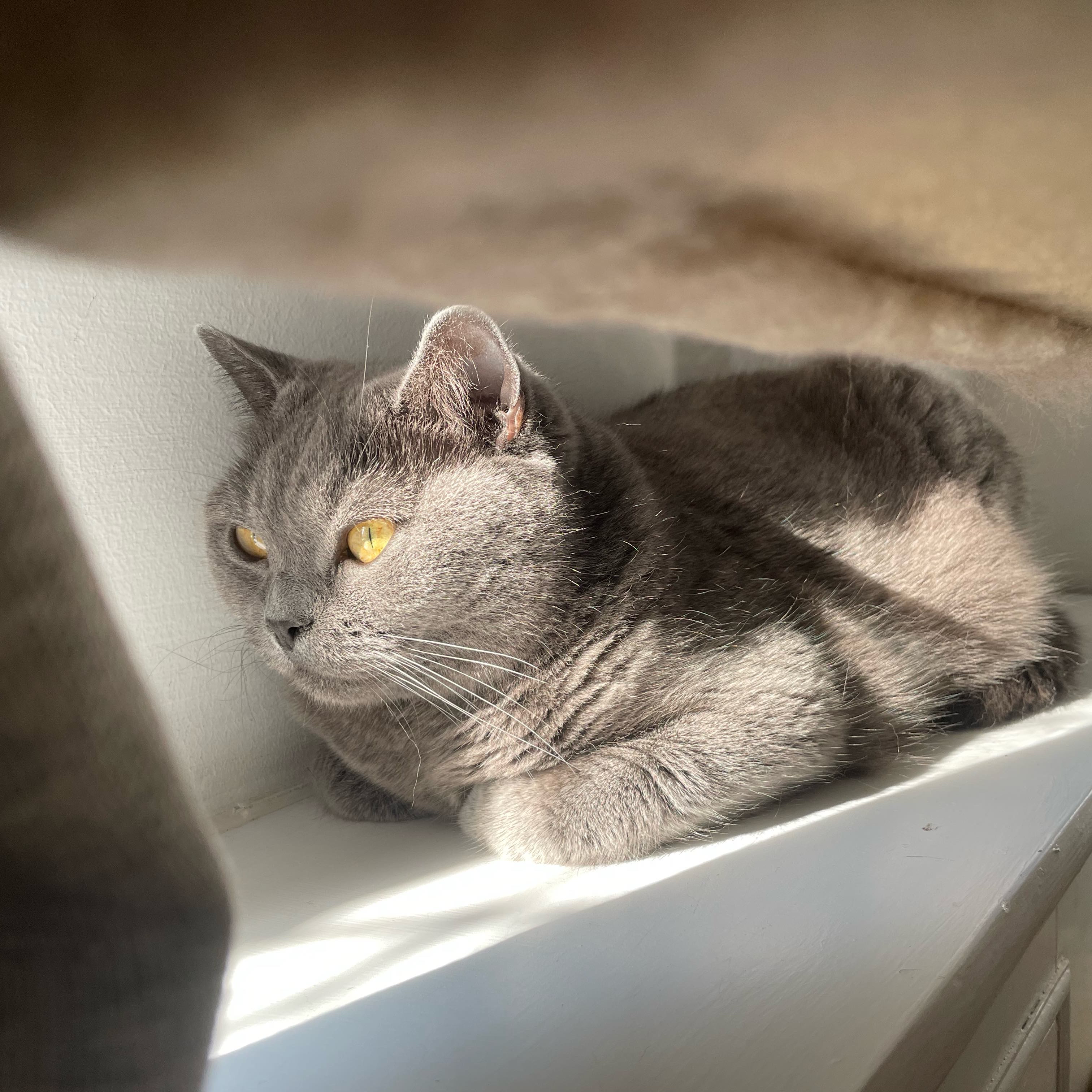 茂茂有隻小胖丁