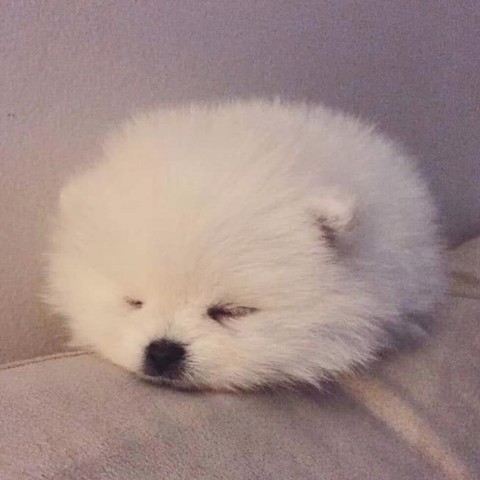 西柚猋猋