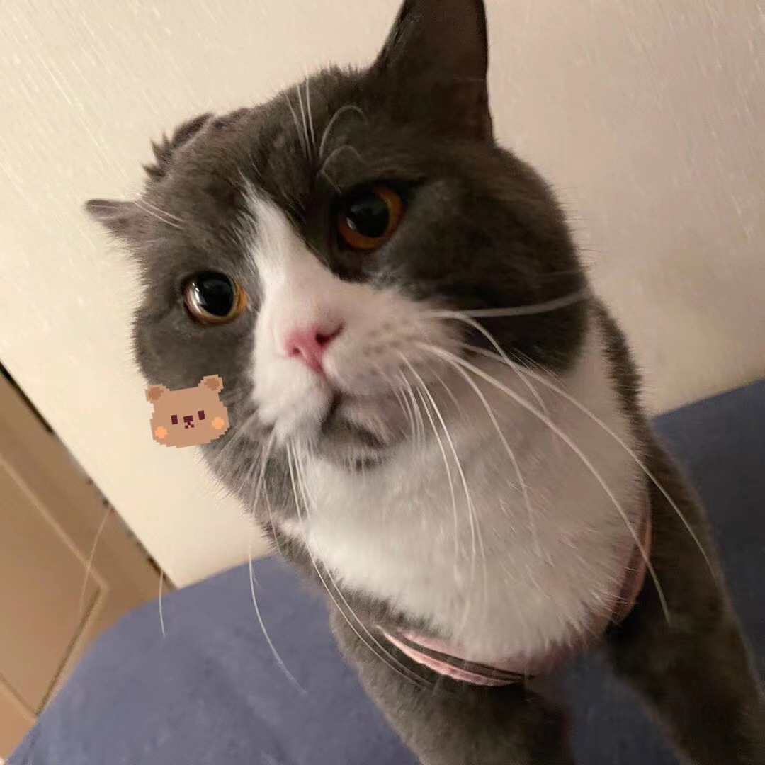 皮蛋小Q