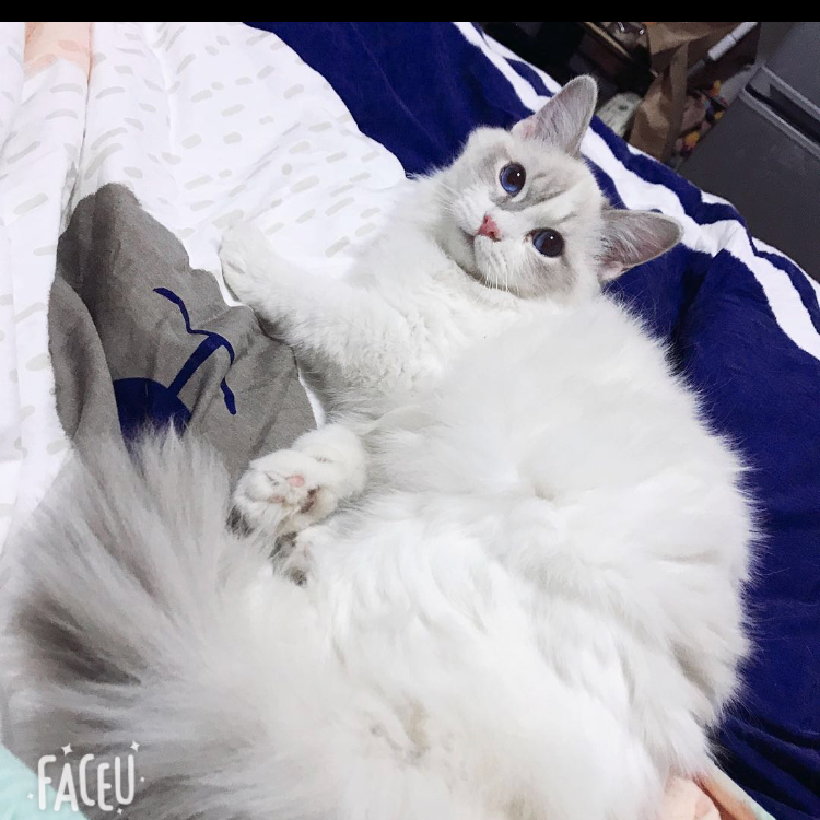 刘芊含❒光合积木
