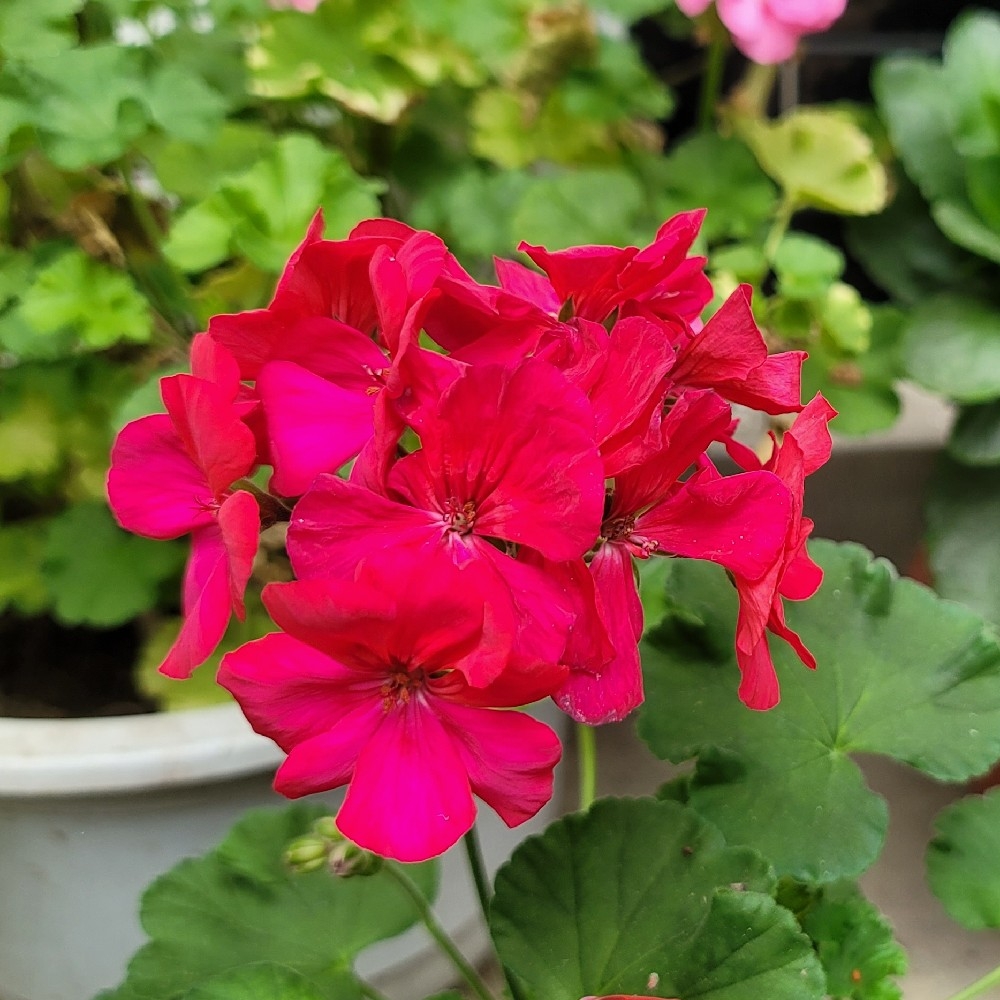 花枝花枝