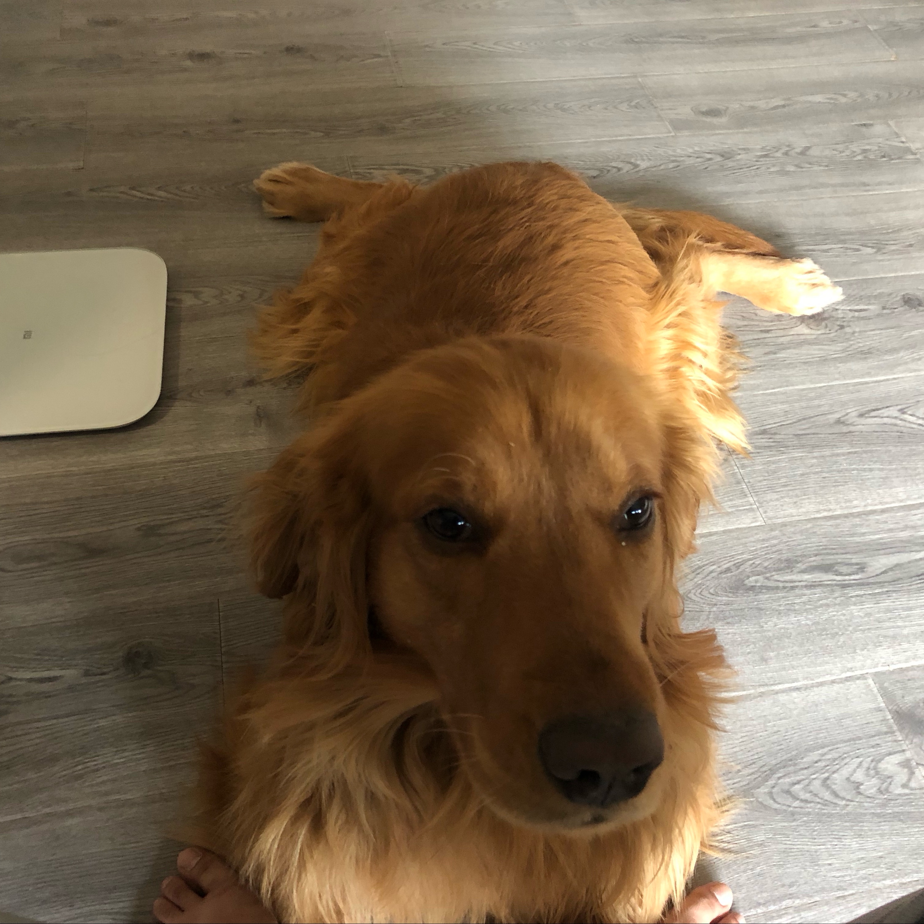 糖心橙子皮