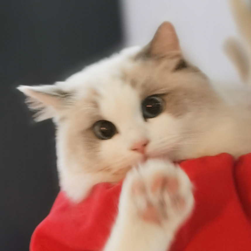 芋泥腦袋的芋祺