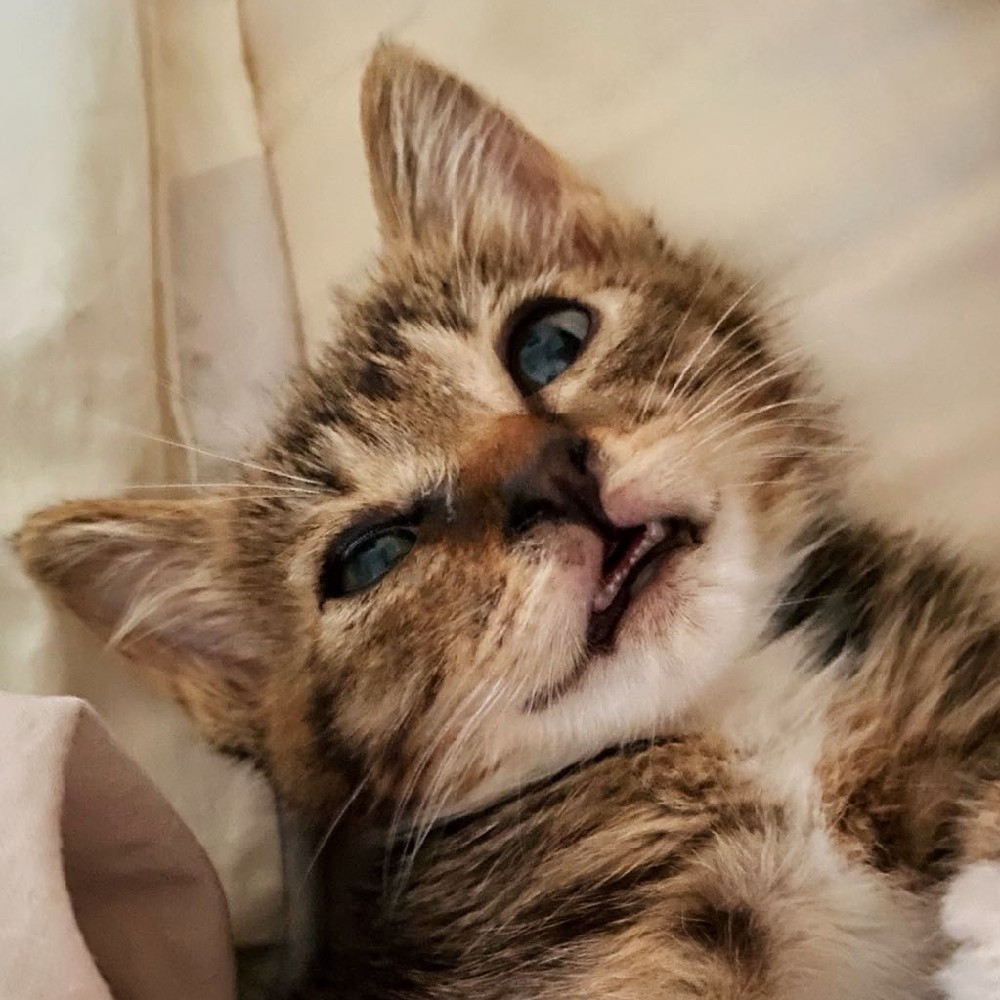 努力吧謝謝謝謝