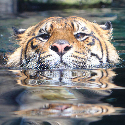 Am-I-see