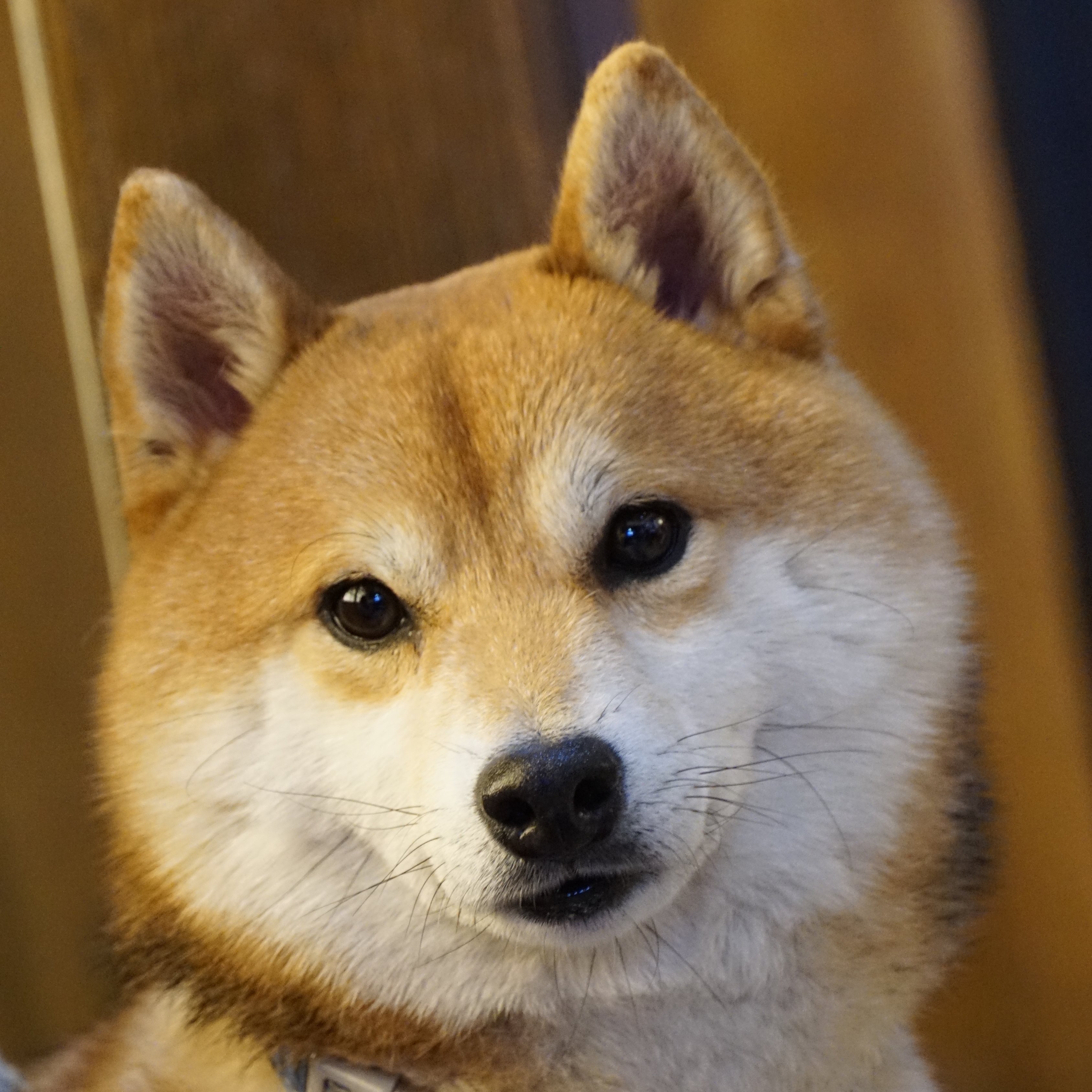 青沫茗出