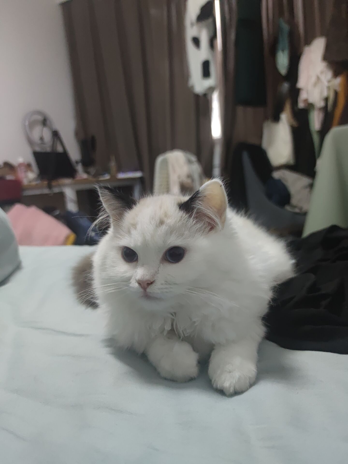 林布