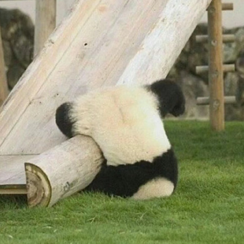 莫桎
