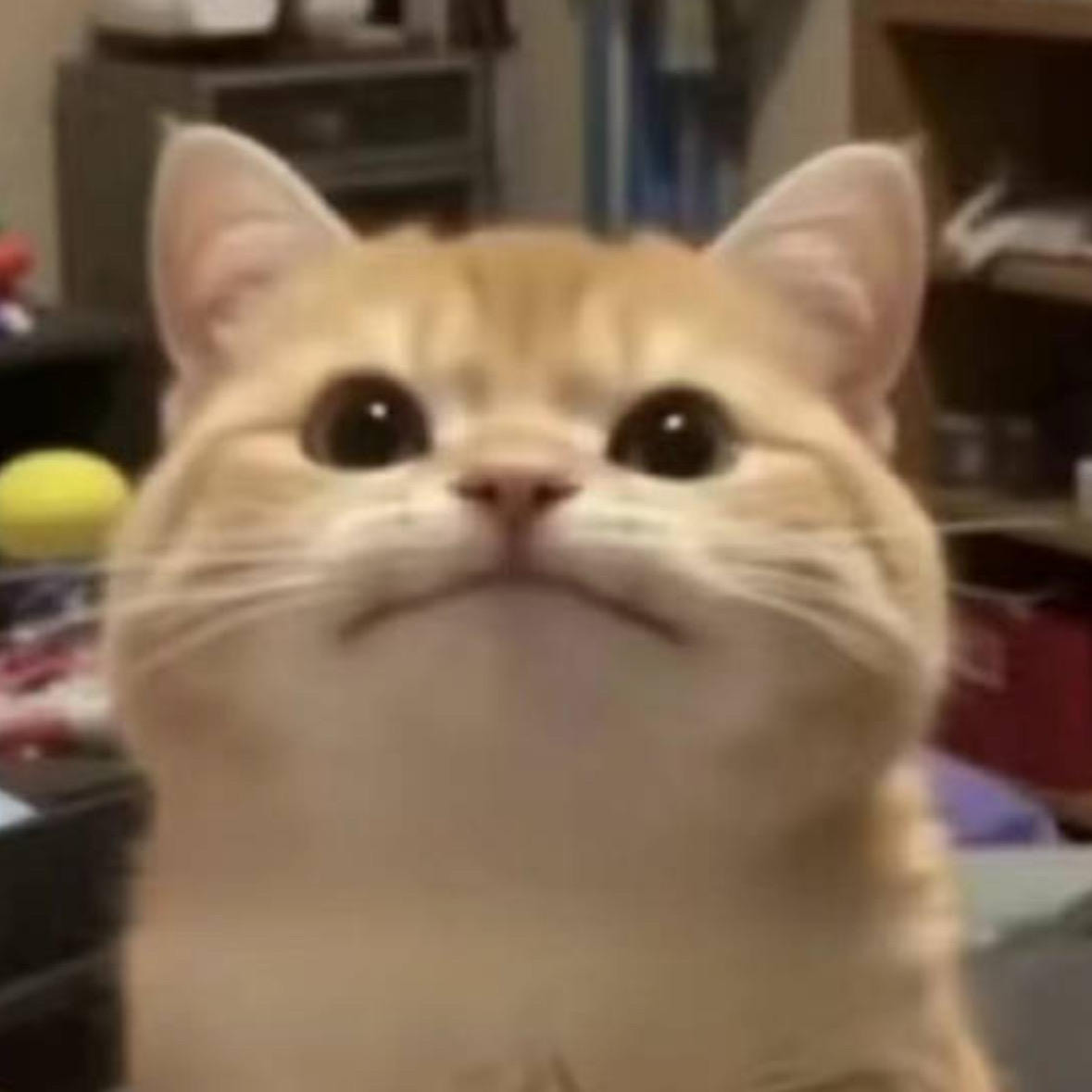 祁音