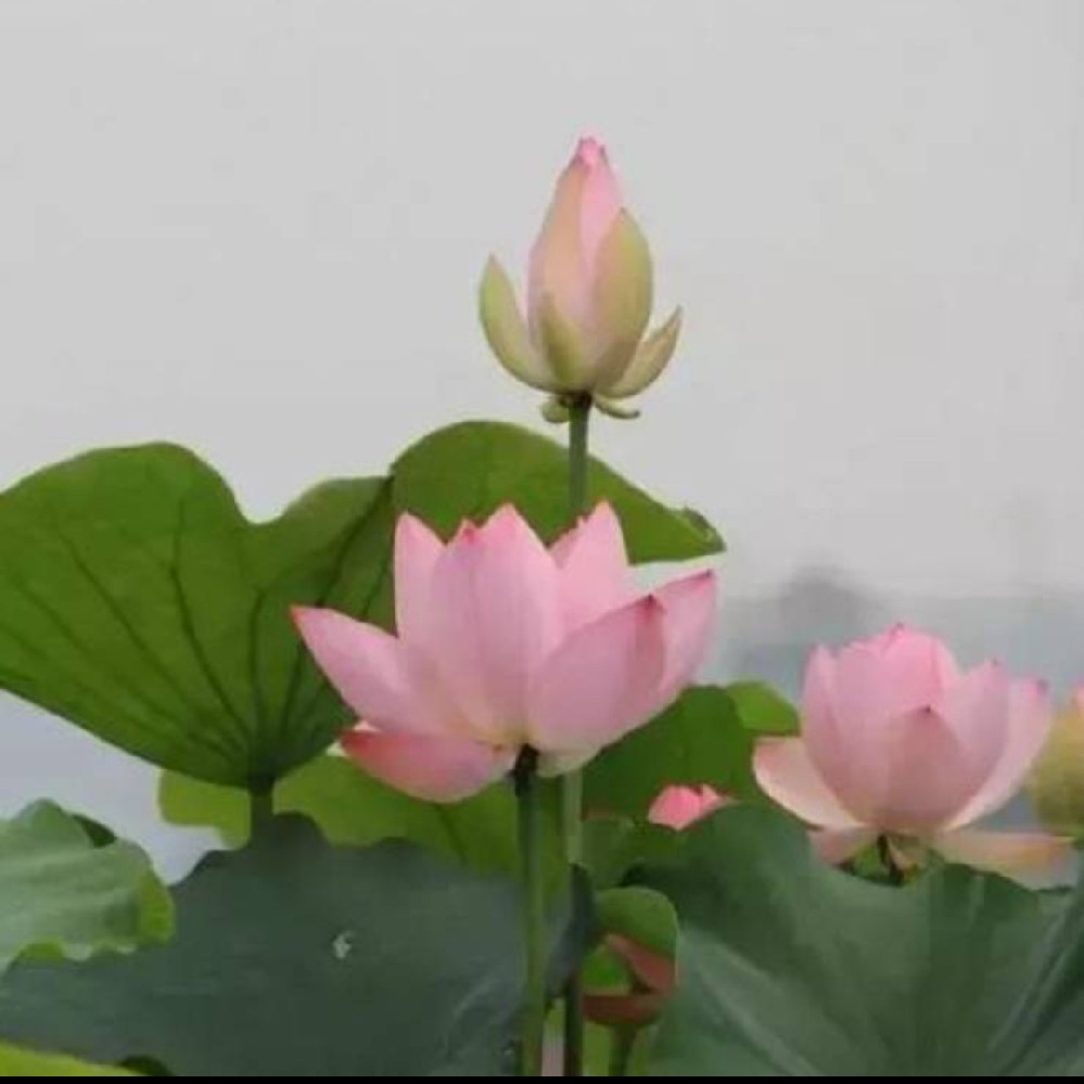 王伯__