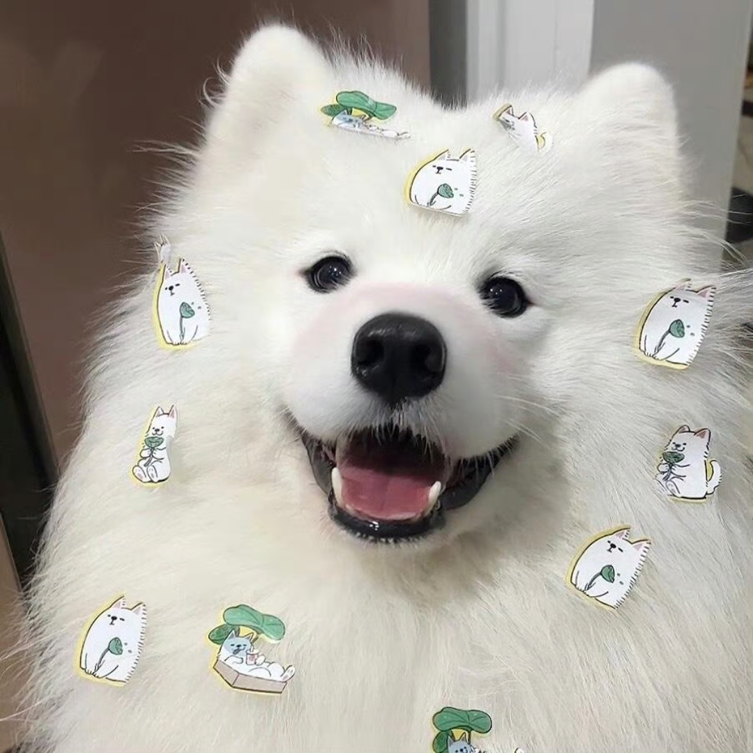 卡卡Sense